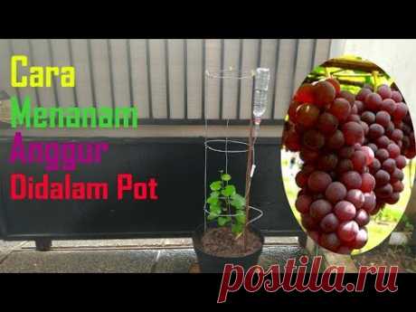 Cara mudah menanam anggur
