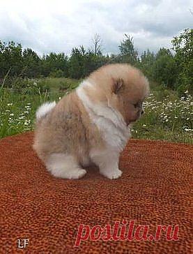 (85) Одноклассники