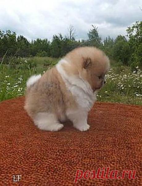 (85) Одноклассники