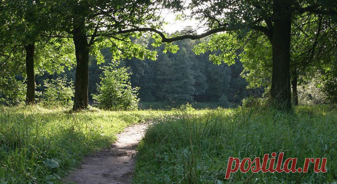 ИНОПЛАНЕТНЫЕ ЦИВИЛИЗАЦИИ АТЛАНТИДЫ. : ЮРИЙ СУПРУНЕНКО. ЗАПОВЕДНАЯ РОЩА. РОССИЯ. ПОДМОСКОВЬЕ.