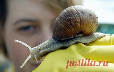 В России научились использовать ракушки для очистки воды от тяжелых металлов. Технология также позволяет утилизировать отходы, которые производят фермы по выращиванию моллюсков