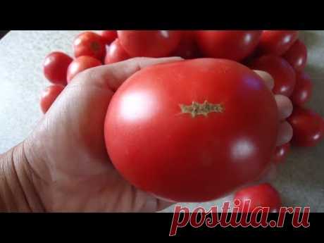 Для регионов с холодным климатом, таких как наша Сибирь, очень важно, чтобы томаты были не только урожайными и вкусными, но и выносливыми, неприхотливыми. По...