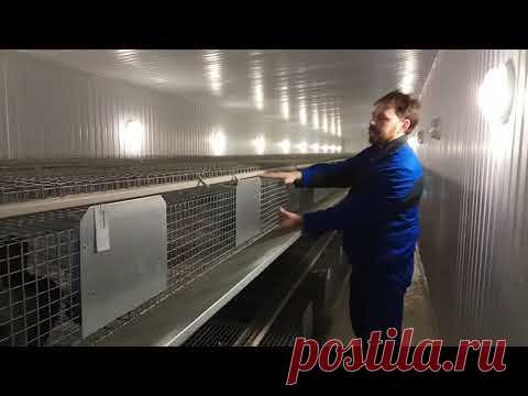 ОТКОРМ. Откормочная клетка для кроликов