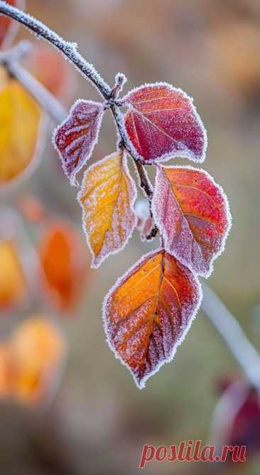 the leaves are covered in frost on the tree branch with yellow and red berries behind them