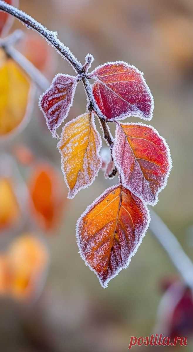 the leaves are covered in frost on the tree branch with yellow and red berries behind them