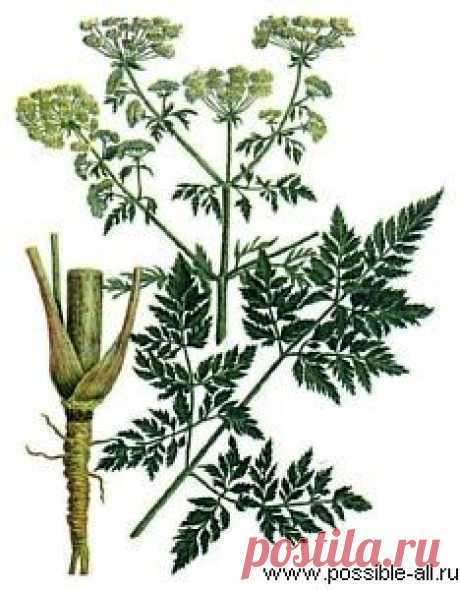 БОЛИГОЛОВ ПЯТНИСТЫЙ (ОМЕГ ПЯТНИСТЫЙ) (Лекарственные травы).