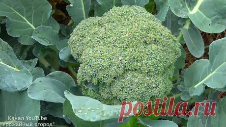 В ДВА РАЗА БОЛЬШЕ КАПУСТЫ С ОДНОГО РАСТЕНИЯ!СЕКРЕТ ВЫРАЩИВАНИЯ КАПУСТЫ БРОККОЛИ!
