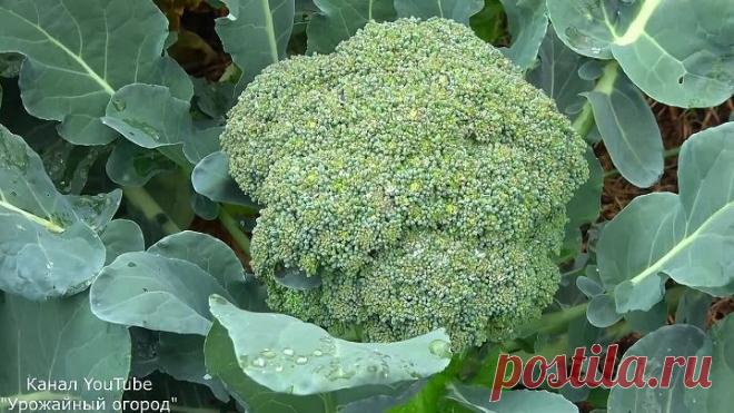 В ДВА РАЗА БОЛЬШЕ КАПУСТЫ С ОДНОГО РАСТЕНИЯ!СЕКРЕТ ВЫРАЩИВАНИЯ КАПУСТЫ БРОККОЛИ!