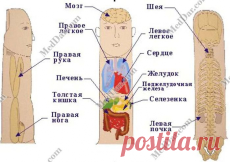 су джок-массажер для пальцев - Поиск в Google