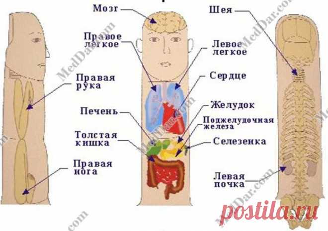 су джок-массажер для пальцев - Поиск в Google