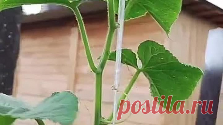 Омоложение огурцов! Урожая будет море!📌👍🥒