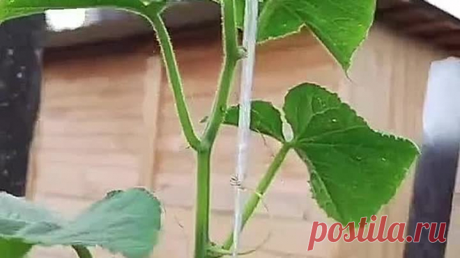 Омоложение огурцов! Урожая будет море!📌👍🥒