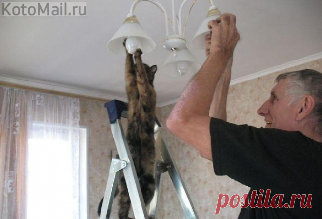 Пушистый "помогатор")