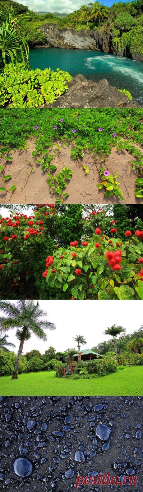 Архипелаг Гавайские острова расположен на северной тропической окружности в Тихом океане. Мауи второй по величине и, наверняка, самый красивый остров в Гавайском архипелаге. Великолепный по красоте сады GARDEN OF EDEN ARBORETUM and BOTANICAL GARDEN, в коллекции которых насчитывается более 500 видов растений. Этот парк также знаменит тем, что на его территории снималось начало известного фильма «Парк Юрского периода».