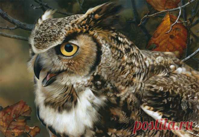 Art Country Canada - CARL BRENDERS In Focus Great Horned Owl лимитированное издание репродукции изобразительного искусства