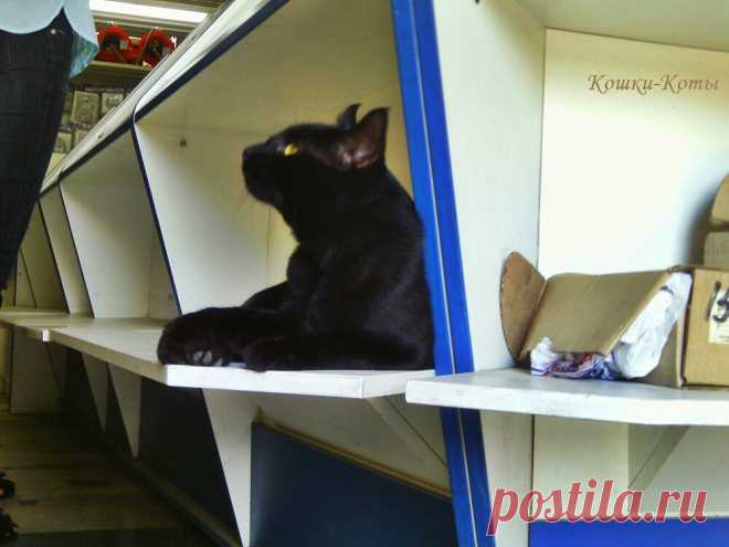 Такая вот работа. Кот – продавец | Кошки & Коты | Яндекс Дзен 
🐾 Может ли кот работать? Нет, не мышеловом. А на какой-нибудь человеческой работе. Например, продавцом. Или консультантом в магазине? 
🐾 Почему бы и нет? Есть такие коты, по крайней мере, один точно есть. И он сам расскажет вам о своей работе. Вы узнаете, как проходит его рабочий день. Смотрите фотографии (7 штук). Вот они, главные рабочие моменты из жизни кота-продавца.