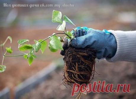 КАК И КУДА ПРАВИЛЬНО ПОСАДИТЬ КЛЕМАТИС!