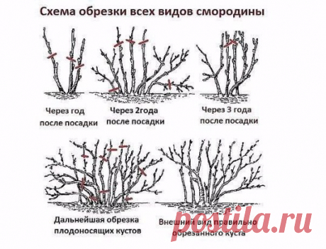 (3) Одноклассники