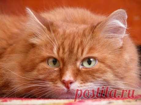 Ты мой миленький,хорошенький,мой котик!