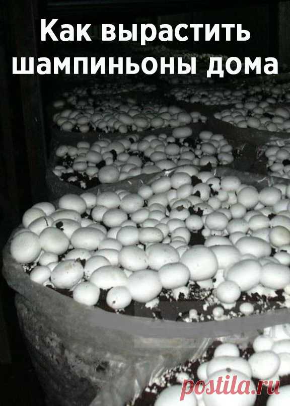 Выращивание шампиньонов в домашних условиях – инструкция для новичков