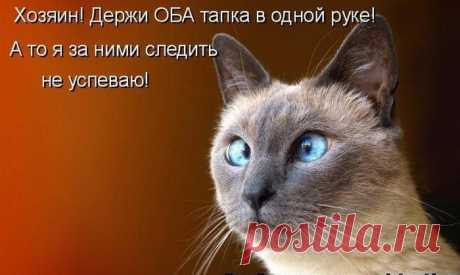 Смешные фото для настроения. Часть 2