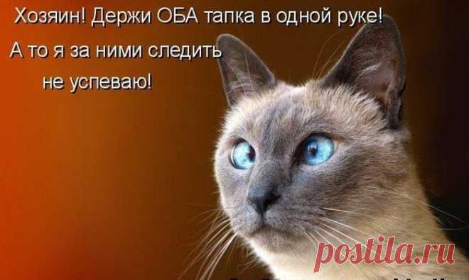 Смешные фото для настроения. Часть 2
