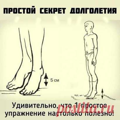 Простое упражнение для долголетия
Такая лимфодренажная гимнастика — это эффективная профилактика тромбофлебита, инфаркта миокарда и инсульта.
Встаньте прямо, стопы соедините. Приподнимите пятки на 3—5 см от пола, затем резко опуститесь. В результате возникшего встряхивания венозные клапаны получают дополнительный импульс для проталкивания крови вверх.

Делайте по 30 таких подниманий-опусканий 5 раз в день, и о болезнях и мысли не возникнет. Выполняйте упражнение не спеша: ...