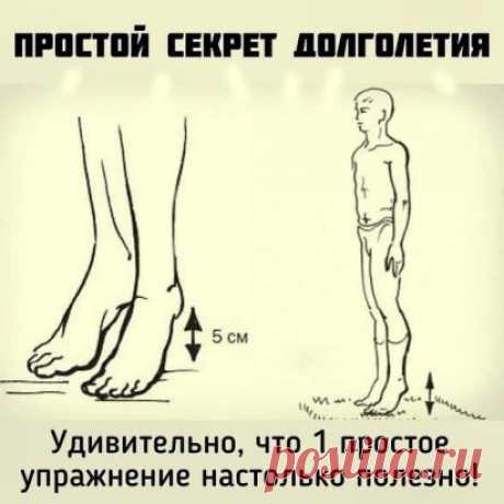 Простое упражнение для долголетия
Такая лимфодренажная гимнастика — это эффективная профилактика тромбофлебита, инфаркта миокарда и инсульта.
Встаньте прямо, стопы соедините. Приподнимите пятки на 3—5 см от пола, затем резко опуститесь. В результате возникшего встряхивания венозные клапаны получают дополнительный импульс для проталкивания крови вверх.

Делайте по 30 таких подниманий-опусканий 5 раз в день, и о болезнях и мысли не возникнет. Выполняйте упражнение не спеша: ...