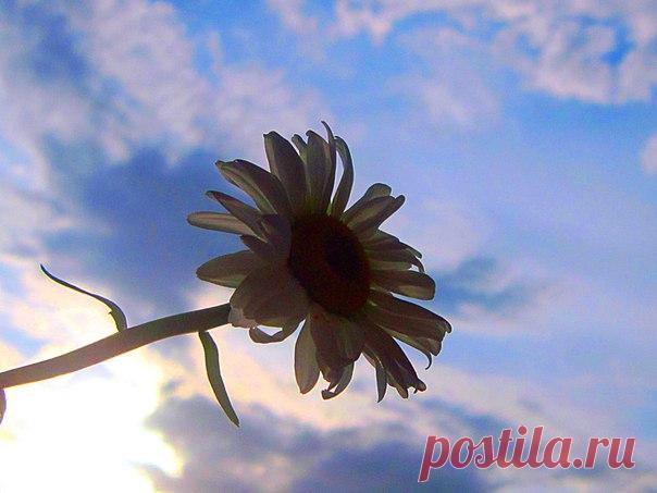 КАКОЙ СЕГОДНЯ ПРАЗДНИК? 20 Июля 2017 г. – Четверг • Международный день торта • Праздник губошлепов • День хождения по бордюрам • Международный день шахмат (International Chess Day)51 год • День независимости - Колумбия207 лет • День Мира и Свободы - Северный Кипр • День Национальной гвардии - Кыргызстан • Именины у Германа, Сергея, Евдокии, Евфросинии, Фомы, Павла • Авдотья Сеногнойка