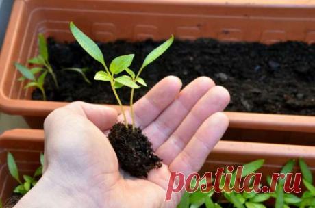 Два метода пикировки рассады, чтобы разделить растения и не повредить их корни