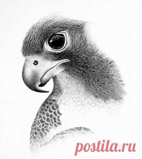 рисунки
