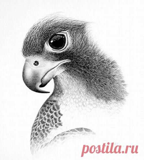 рисунки