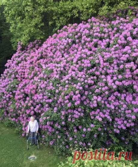 100-летний цветочный куст и женщина, которая посадила его