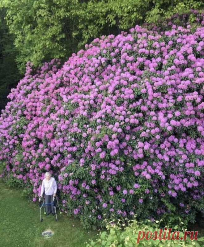 100-летний цветочный куст и женщина, которая посадила его