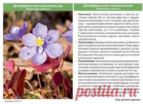 Джефферсония сомнительная