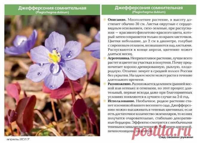 Джефферсония сомнительная