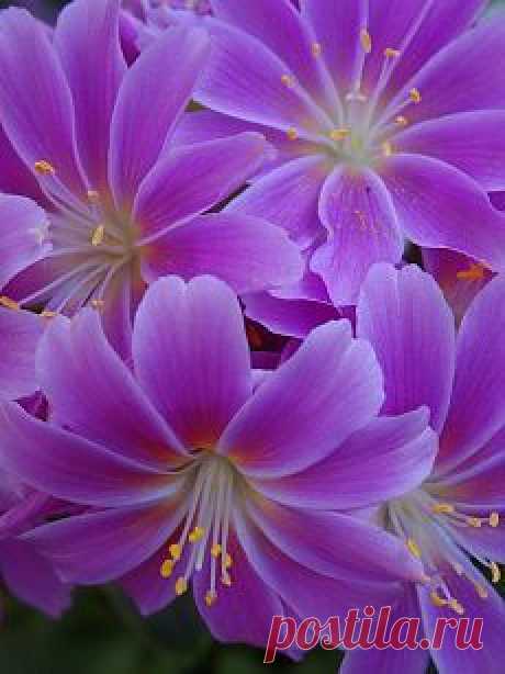 Найдено на сайте flickr.com.
