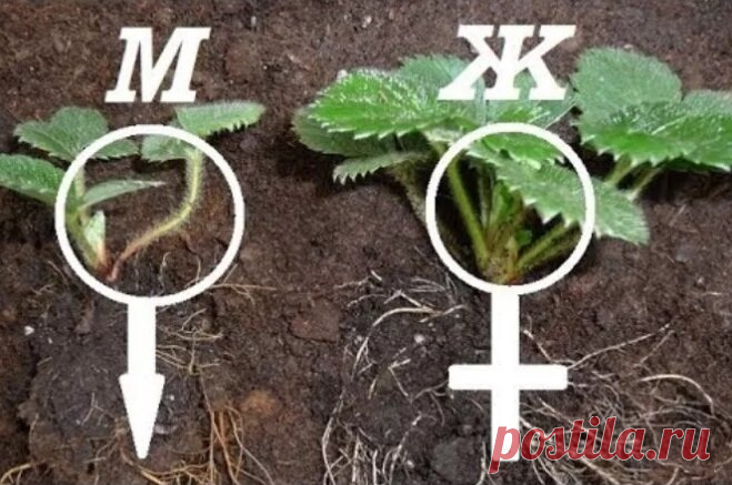 Чем отличаются Мужские кусты Клубники от Женских и как я научилась их Различать | Домик окнами в сад | Яндекс Дзен