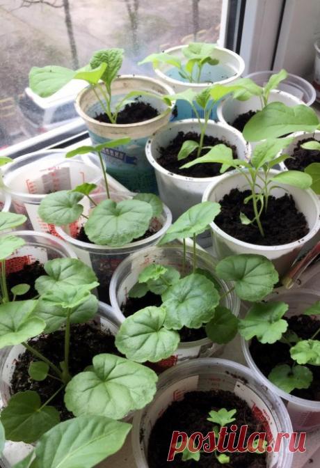 Пеларгония и герань: в чем разница