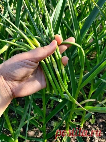 Стрелки чеснока - как и когда удалять, что с ними делать? Уход за чесноком после удаления стрелок.

Стрелки у чеснока начинают появляться, когда растения переходят на следующий этап развития – размножение. Все мы знаем, что чеснок размножается двумя способами:

- через соцветие, на котором образуются семена, у чеснока это воздушные луковички или бульбочки;

- через деление посаженной луковички, один зубок за сезон превращается в головку чеснока или множество зубков объедин...