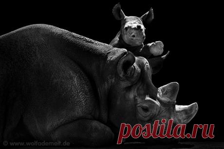 ФотоТелеграф » Фотограф Вольф Адемейт