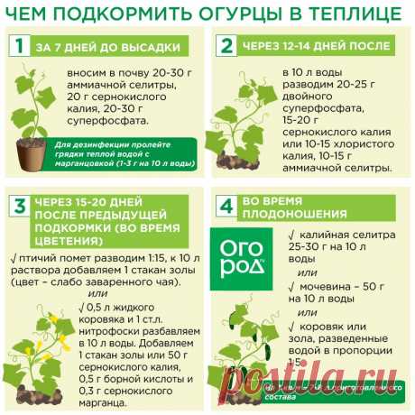 График подкормки огурцов в теплице