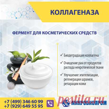 Коллагеназа - фермент расщепляет коллаген с выделением свободной аминокислоты оксипролина. Важным свойством коллагеназы является ее способность к биодеградации основного белка межклеточного матрикса - коллагена. Фермент может расщеплять почти все типы коллагенов и способен разрушить не только пептидную цепь белка, но и многочисленные связи внутри тройных спиралей молекул. Коллагеназа применяется в различных областях, где необходимо расщеплять коллагеновые волокна: биомедицине, дерматологии.
