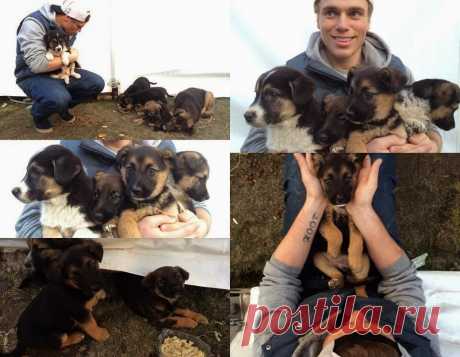 White Wolf: US Olympic skier Gus Kenworthy saves puppies in Sochi (Photos)