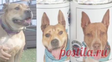 Женщина потеряла свою любимицу  три года назад при переезде в другой штат. По чистой случайности она обнаружила питомицу и   глазам не поверила. «О Боже, да это же моя собака!» — воскликнула женщина в неописуемом удивлении.