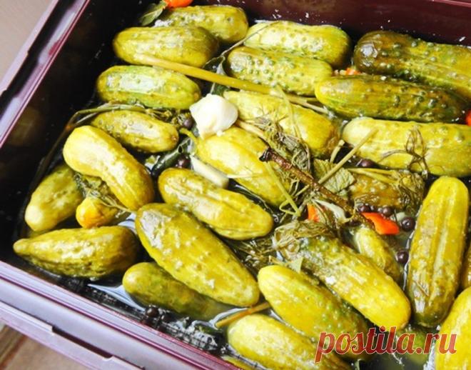Соленые огурцы без уксуса
