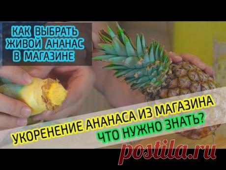 Укоренение коронки ананаса из магазина дома. Как выбрать ананас и размножить. Подробно! Часть 1.