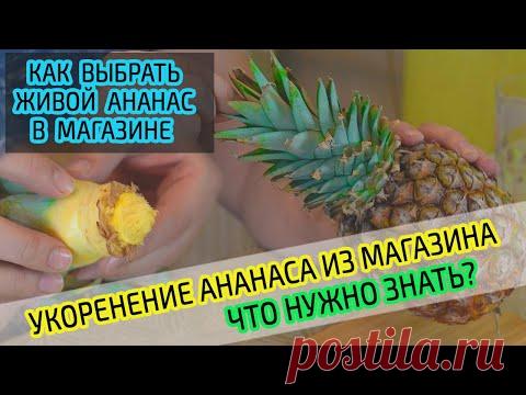 Укоренение коронки ананаса из магазина дома. Как выбрать ананас и размножить. Подробно! Часть 1.