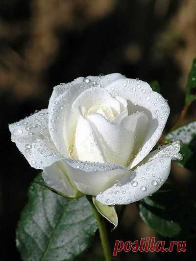 Найдено на сайте acelebrationtoremember.com.au.