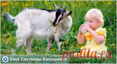 В чем же польза и вред козьего молока? Оно полноценно усваивается организмом и не вызывает пищеварительные расстройства, так как в составе практически нет казеина. По тем же причинам является гипоаллергенным, легким продуктом. Но есть и некоторые противопоказания для употребления козьего молока.